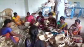 Sản phẩm từ cây chuối thay thế đồ nhựa ở Ấn Độ