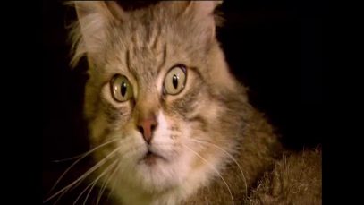 Điện hạt nhân – Sự sống sau 30 năm ở Chernobyl