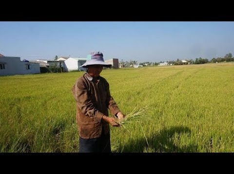 Đồng bằng sông Cửu Long đang chết dần chết mòn