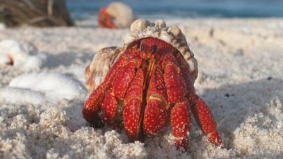 Thêm một nạn nhân nữa của nhựa: Ốc mượn hồn