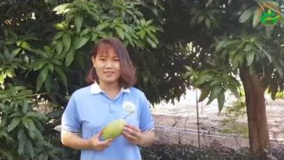 Kỹ thuật trồng, chăm sóc cây xoài và bảo quản sản phẩm sau thu hoạch