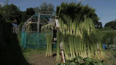 Flax to linen: from sowing to sewing